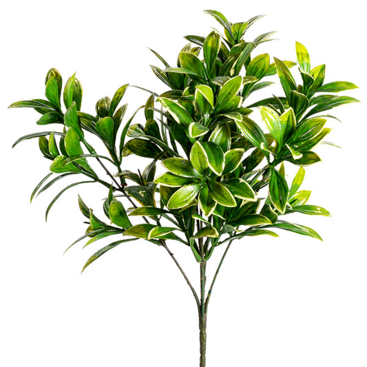 13 inch Privet - Bush